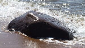 Sestdienas pastaiga Vidzemes akmeņainajā jūrmalā