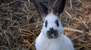 Trušu pilsētiņas apmeklējums