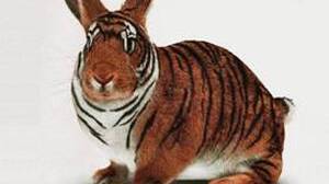 Pārdošanas tīģeris