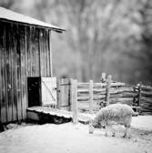 Ziemassvētku ticējumi