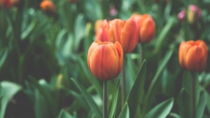 8.marts - sieviešu diena